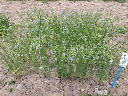 Click for 1 image(s) for this accession.